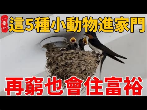 飛蛾 入 屋 寓意|為何飛蛾突襲家中？